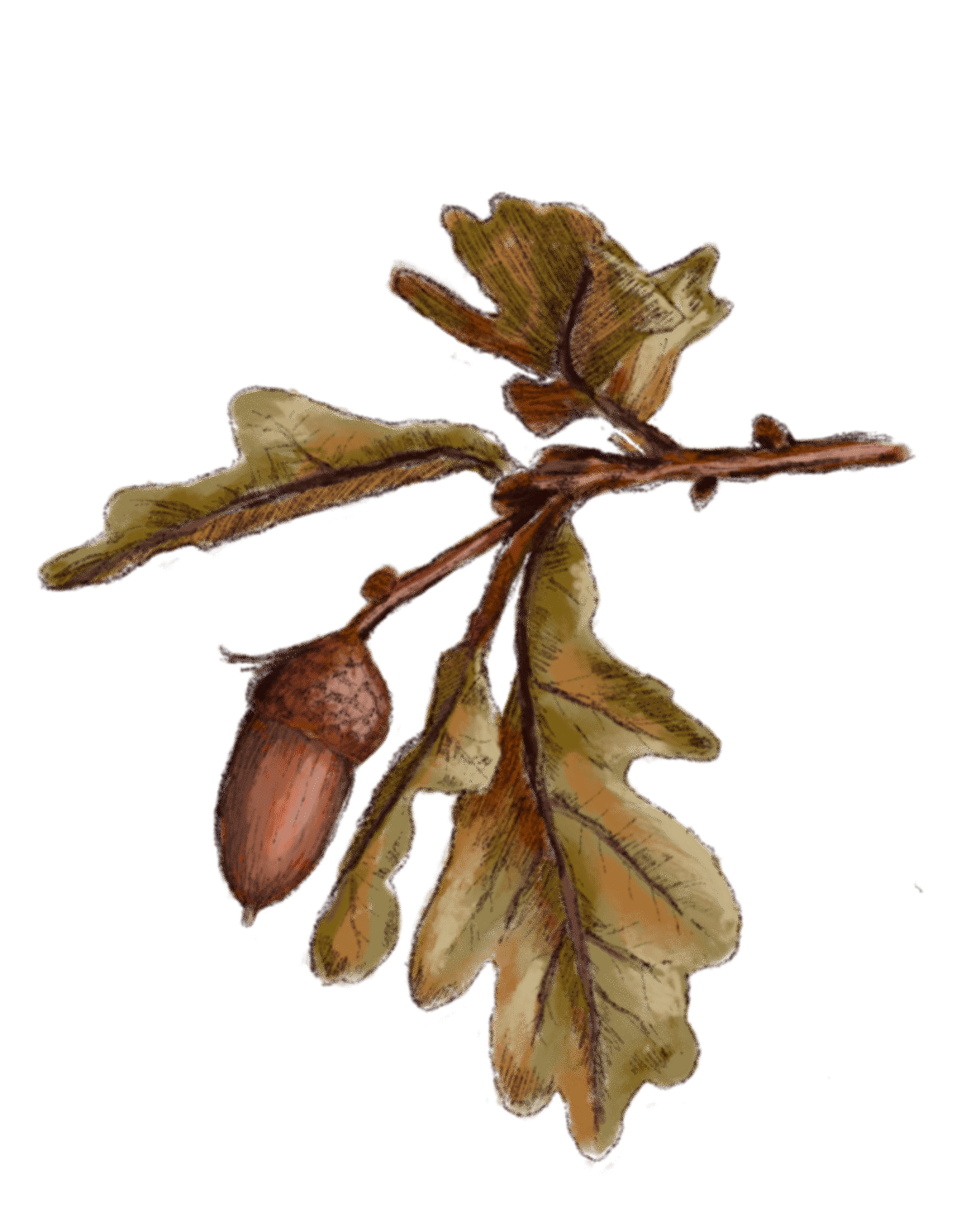 Samia Ilustraciones