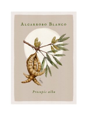 Algarrobo Blanco