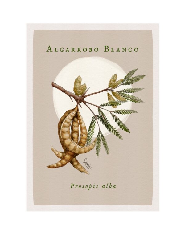 Algarrobo Blanco