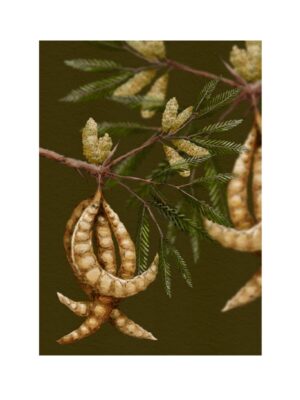 EL ÁRBOL-Algarrobo Blanco 3