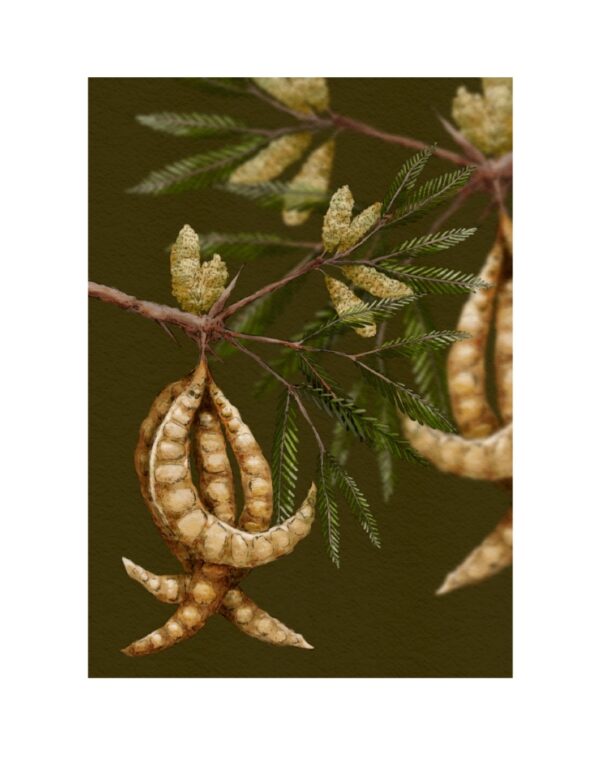 Algarrobo_Web 3 EL ÁRBOL-Algarrobo Blanco 3