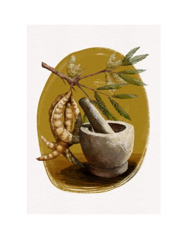 Algarrobo_Web EL ÁRBOL-Algarrobo Blanco