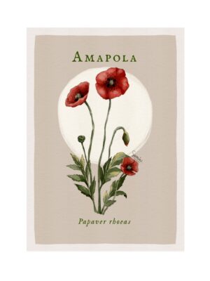 Amapola