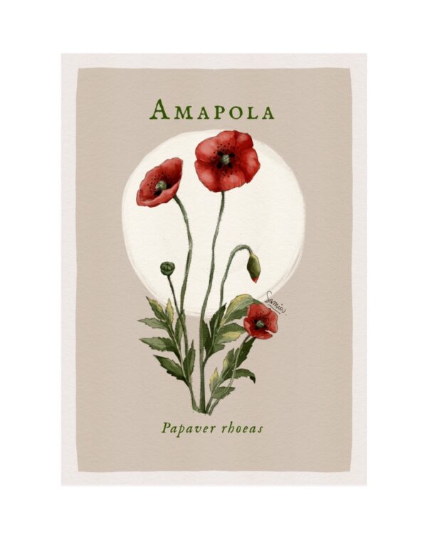 Amapola