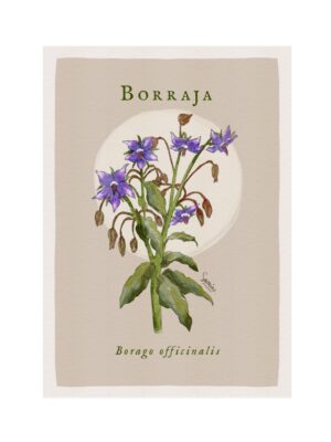 Borraja